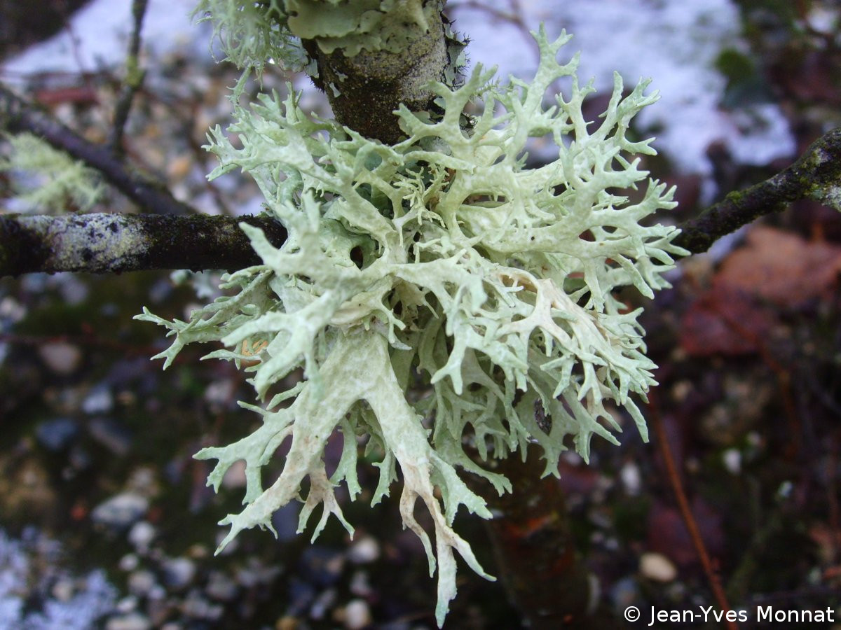 <i>Evernia prunastri</i>  thalle fruticuleux (56, Inzinzac-Lochrist)