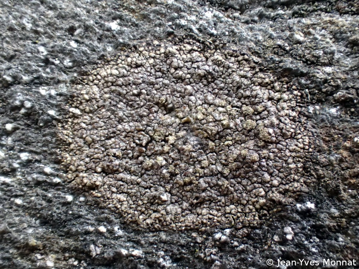<i>Fuscidea praeruptorum</i>  thalle et soralies, vue générale (22, Laniscat)