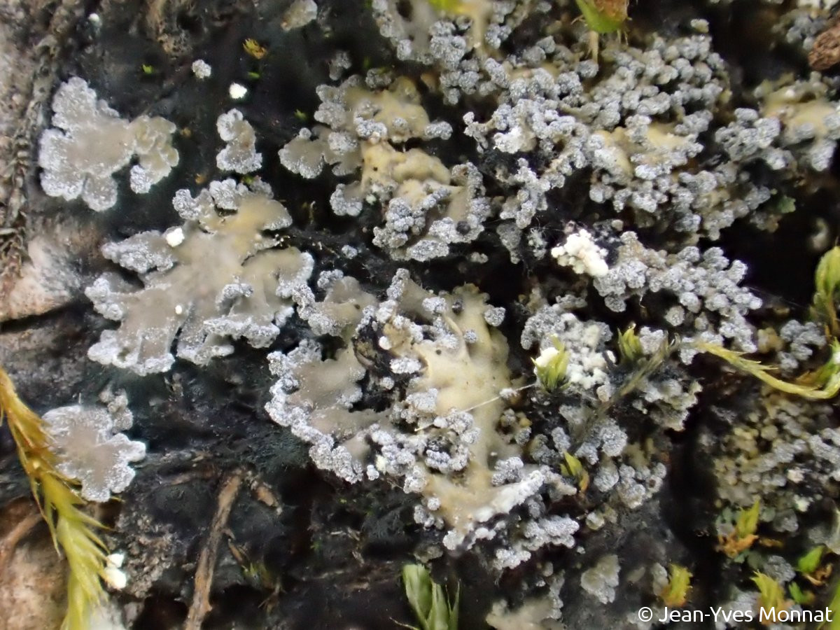 <i>Fuscopannaria mediterranea</i>  squamules et soralies (29, Loqueffret)