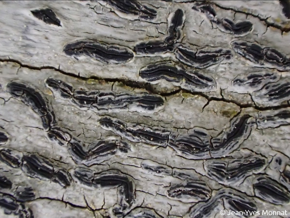 <i>Graphis elegans</i>  détail des lirellesà bord externe dédoublé (29, Quimper)