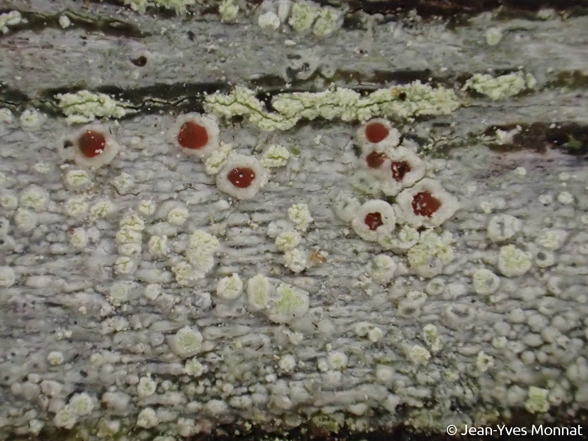 <i>Haematomma sorediatum</i>  thalle, soralies et apothécies, vue générale (sur bois)