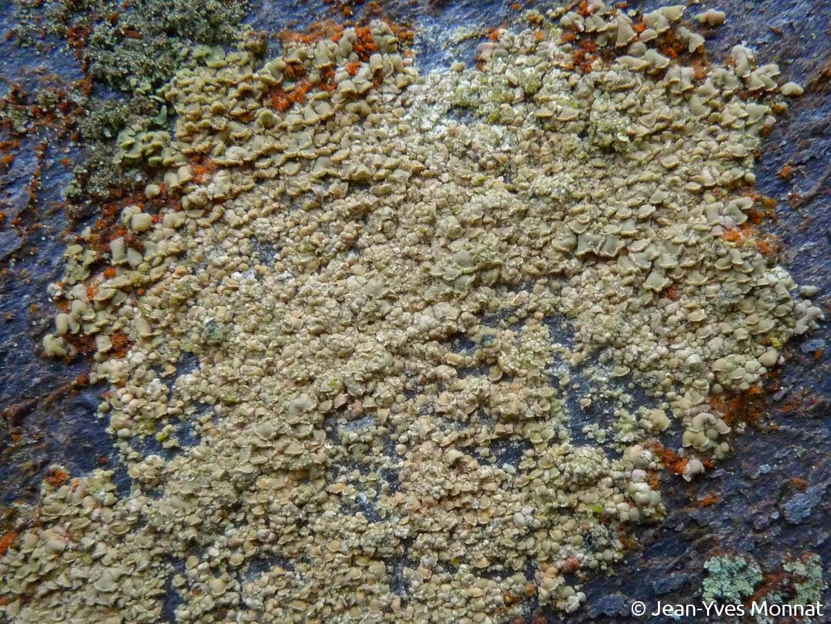 <i>Hypocenomyce scalaris</i>  thalle stérile sur roche (29, La Feuillée)