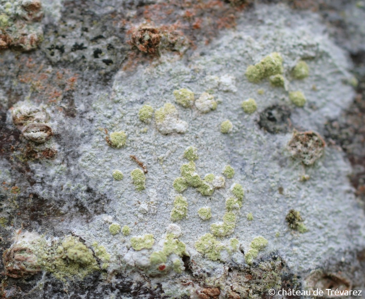 <i>Haematomma sorediatum</i>  thalle et soralies, vue générale