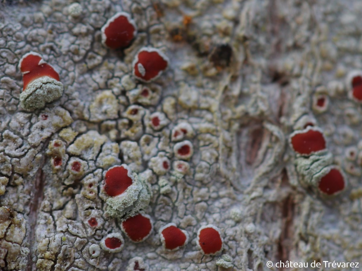 <i>Haematomma sorediatum</i>  thalle, soralies et apothécies, vue rapprochée (29, St-Goazec)