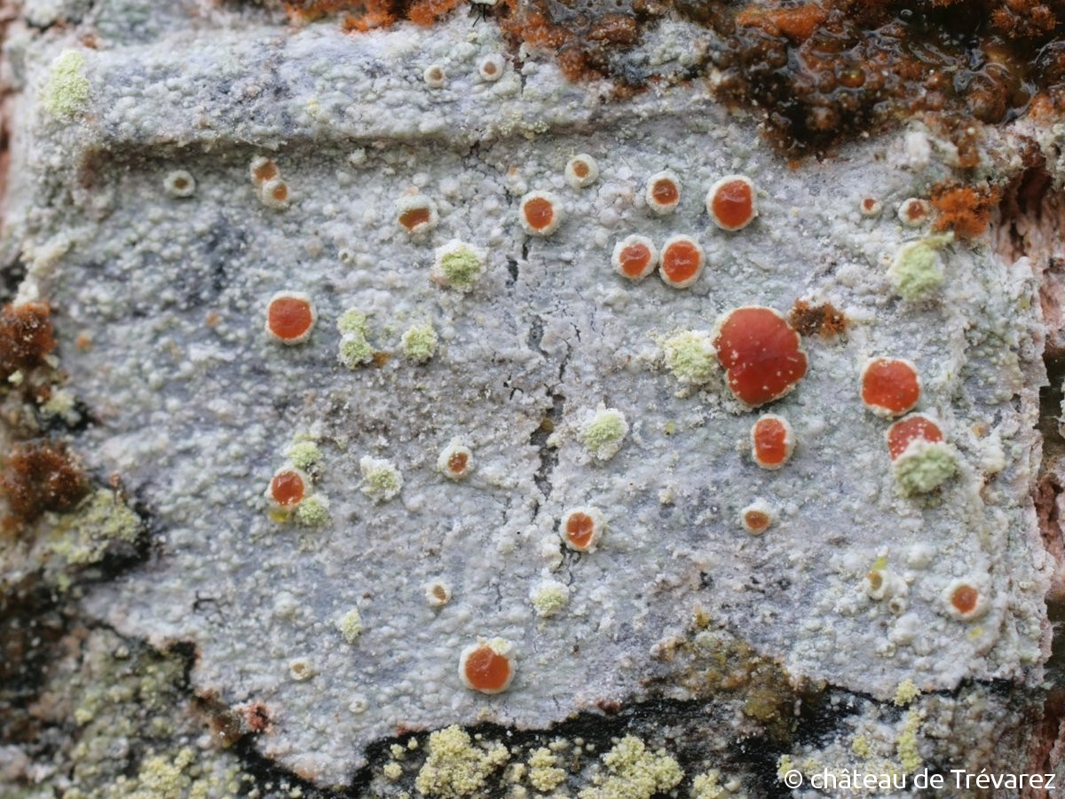 <i>Haematomma sorediatum</i>  thalle, soralies et apothécies, vue générale