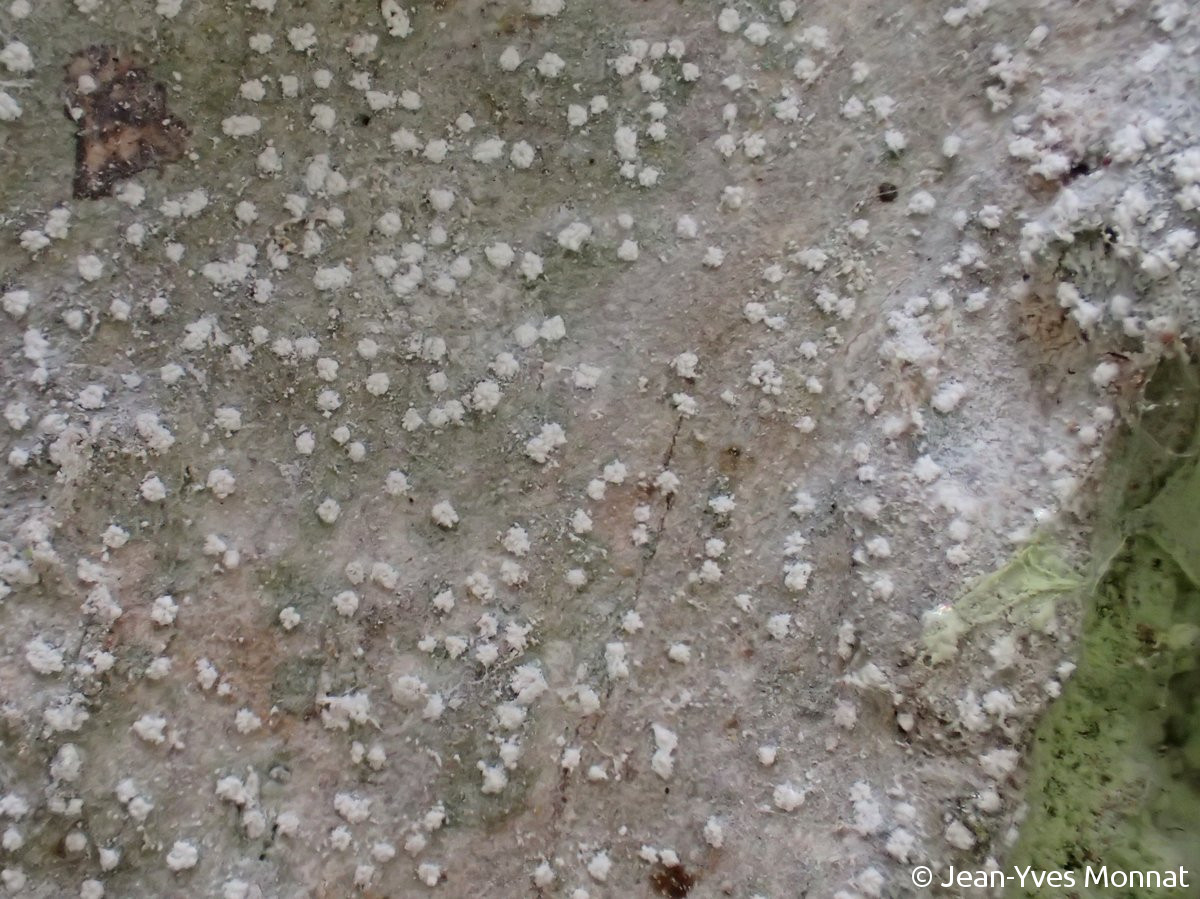 <i>Inoderma subabietinum</i>  pycnides vue gérérale (29, Plogoff)