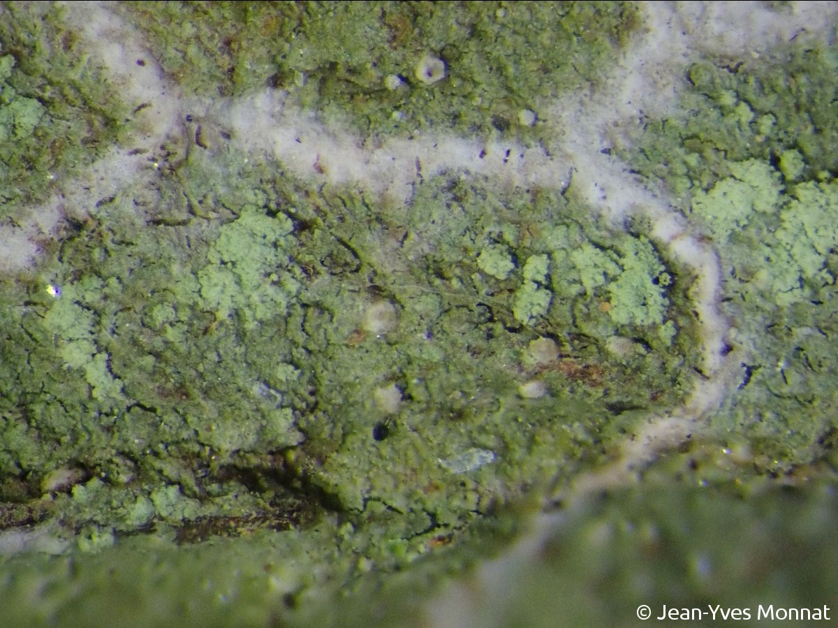 <i>Aquacidia viridifarinosa</i>  thalle, soralies, pycnides blanchâtres et ligne hypothalline blanche, vue rapprochée (56, Locmaria)