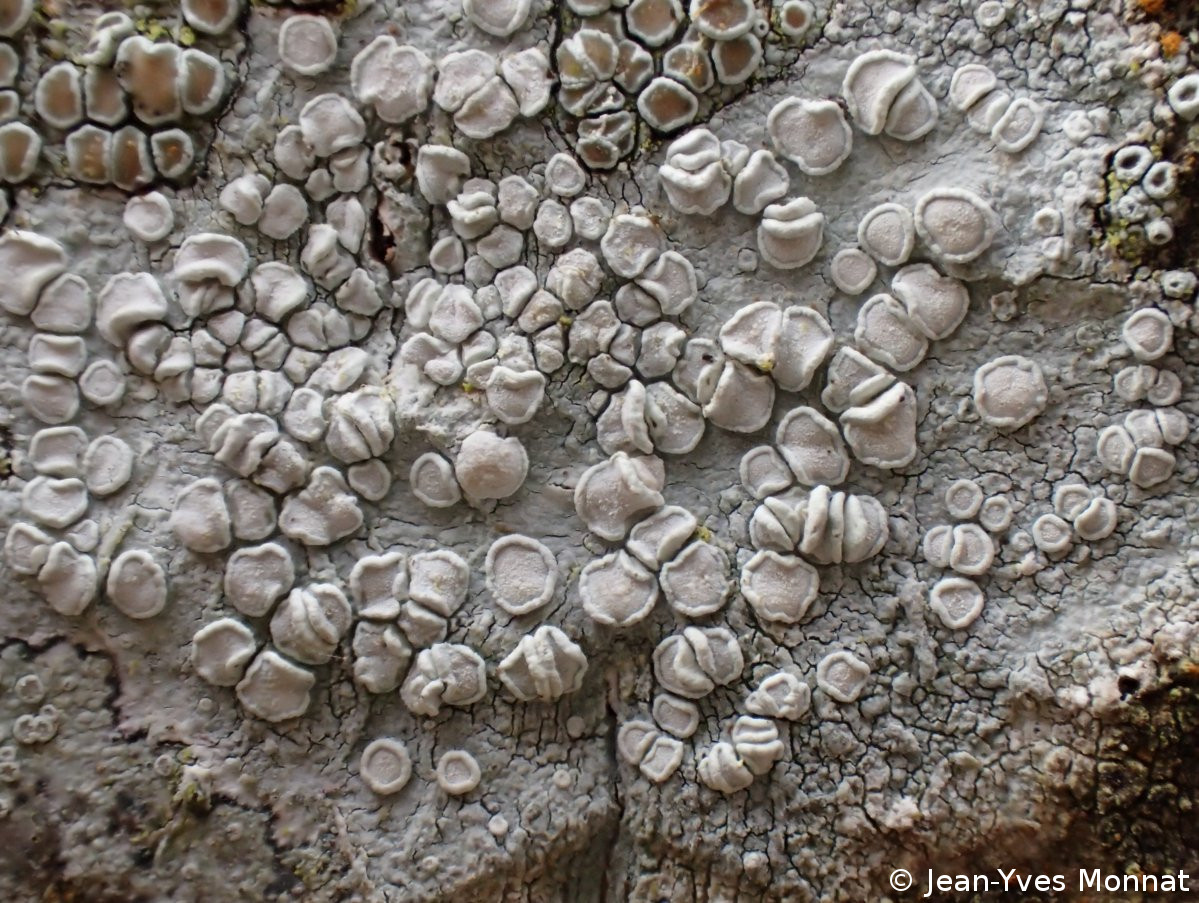 <i>Lecanora albella</i>  thalle et apothécies, vue générale (56, Séné)
