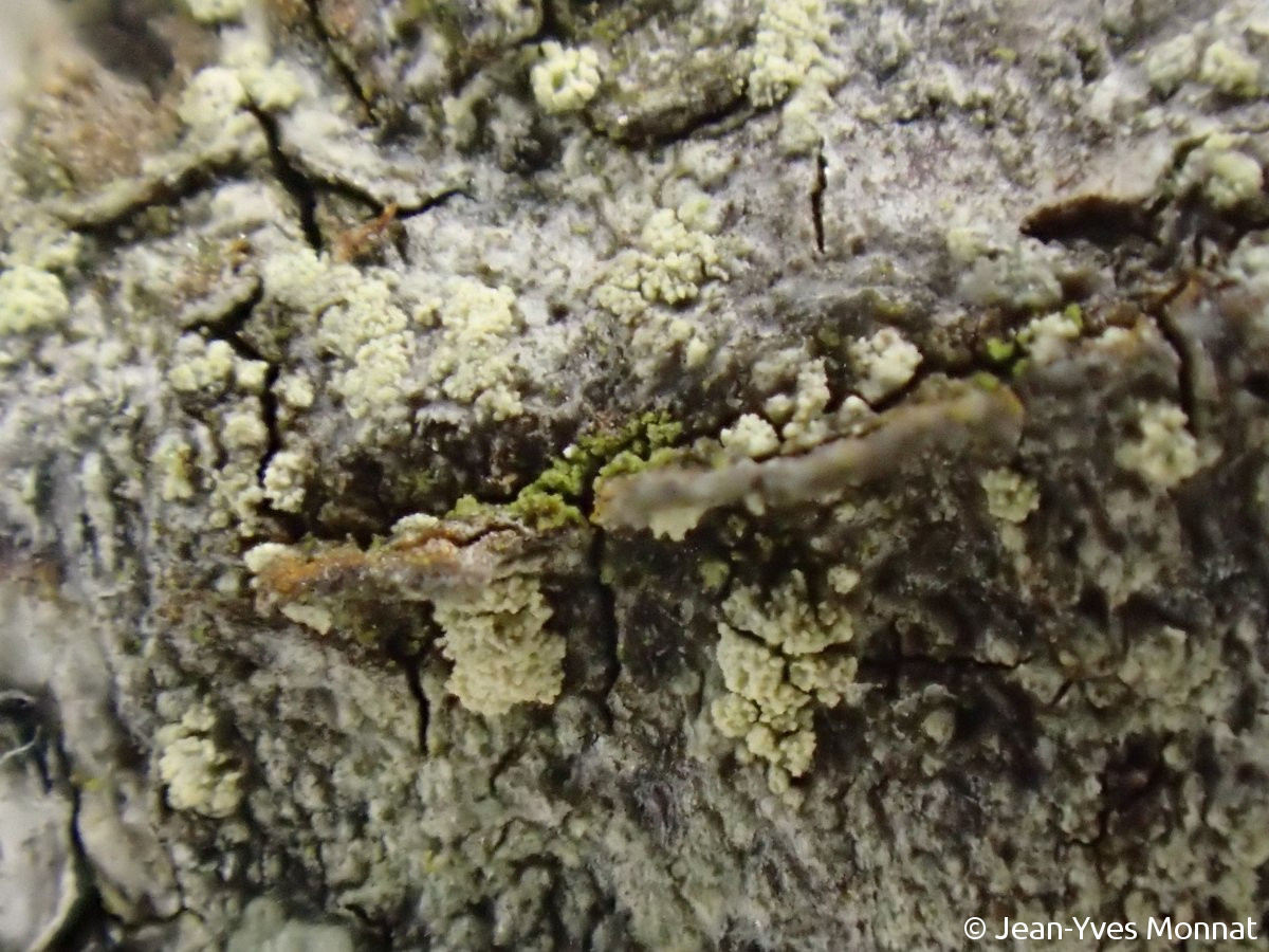 <i>Lecanora alboflavida</i>  thalle et soralies, vue rapprochée (29, Plouarzel)