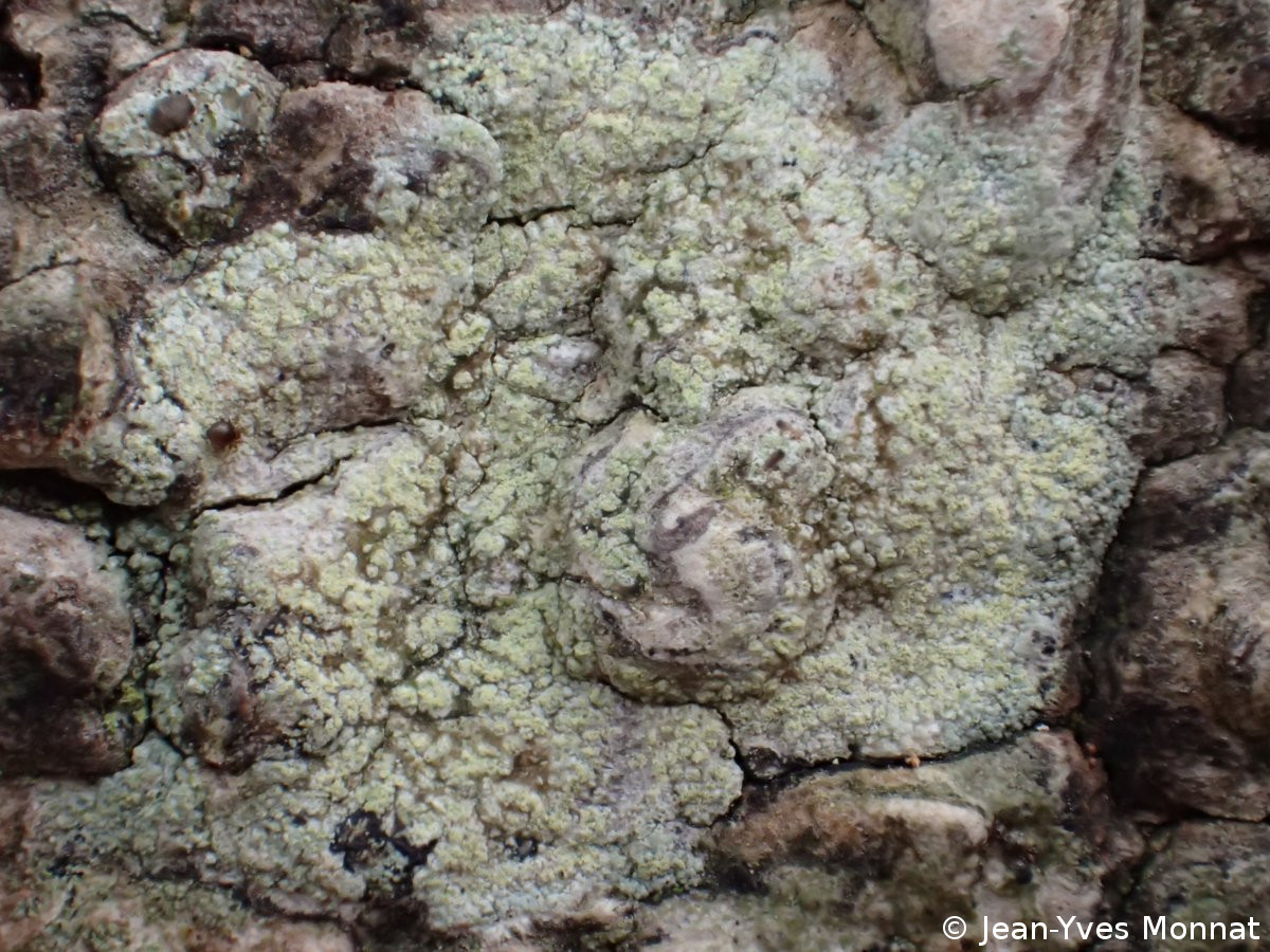 <i>Lecanora barkmaniana</i>  thalle stérile et soralies, vue générale (56, Vannes)