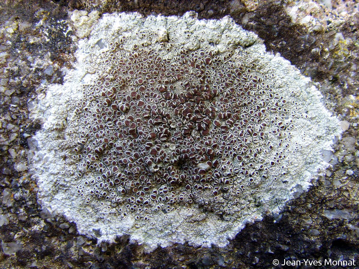 <i>Lecanora campestris</i>  thalle et apothécies, vue générale (56, Lorient)
