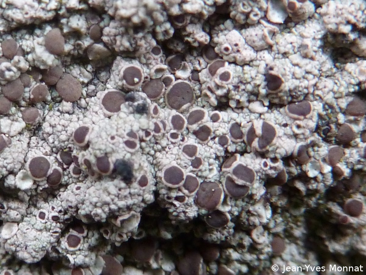 <i>Lecanora cenisia</i>  thalle et apothécies, vue rapprochée (56, Pluherlin)