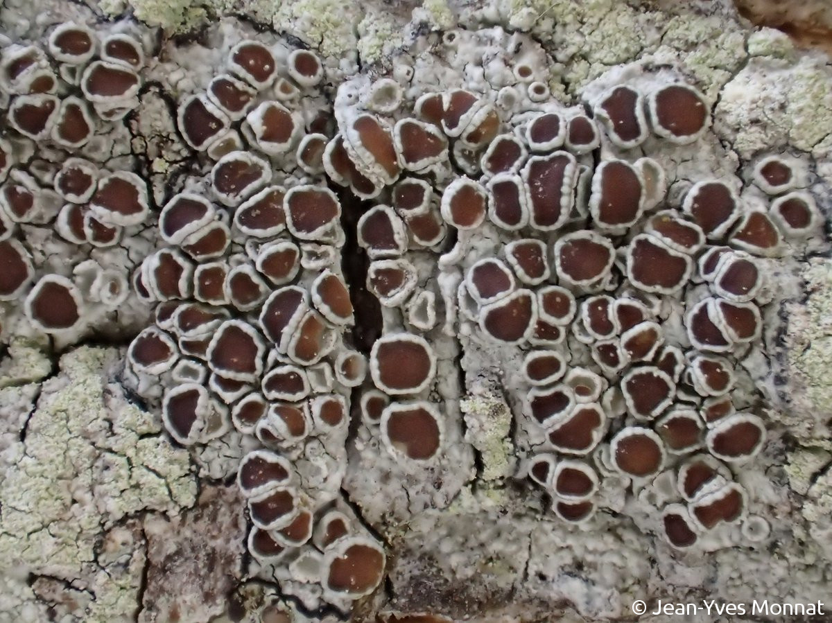 <i>Lecanora chlarotera</i>  thalle et apothécies, vue générale (29, Brest)