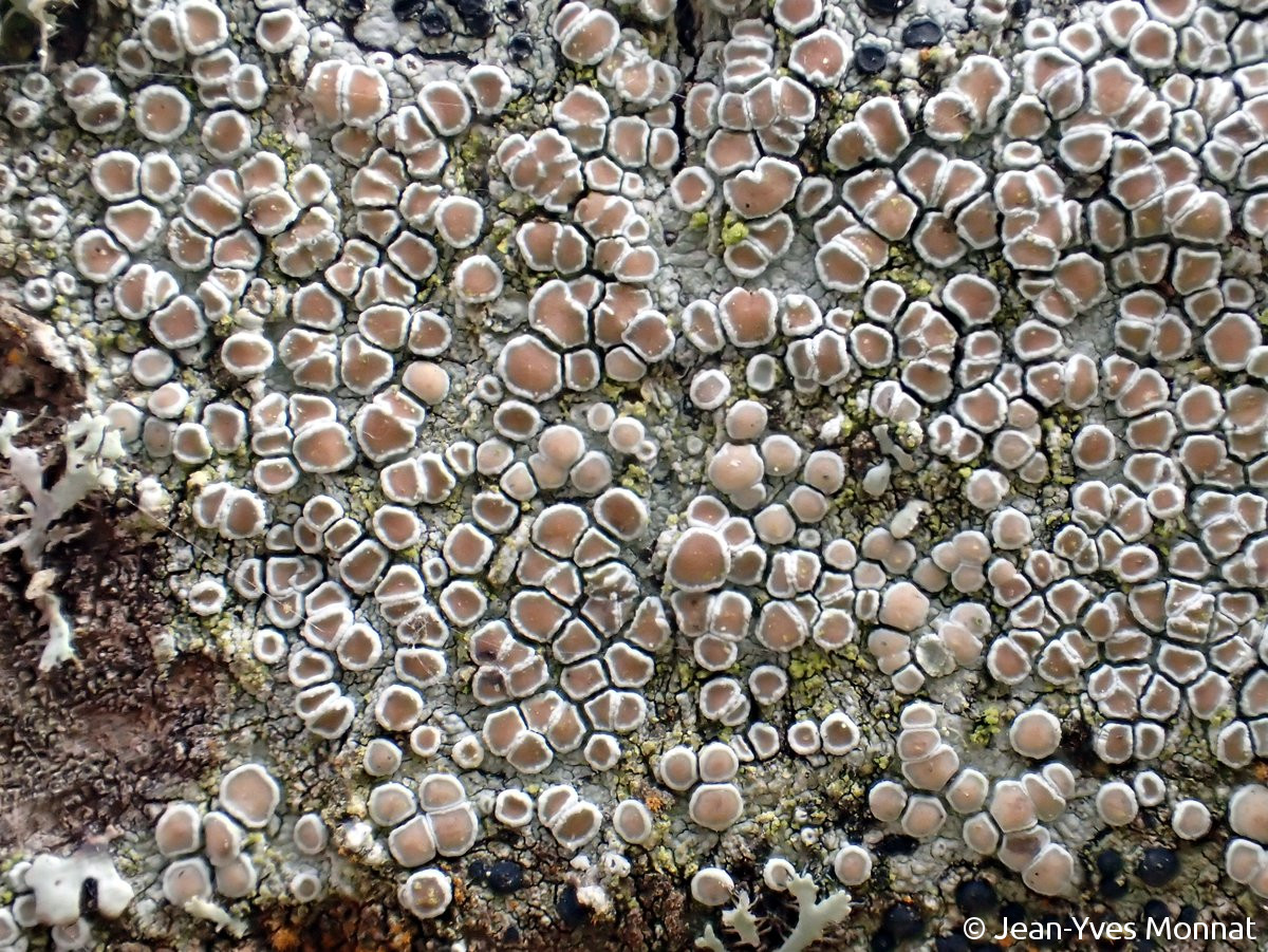 <i>Lecanora chlarotera</i>  thalle et apothécies, vue générale (56, Séné)