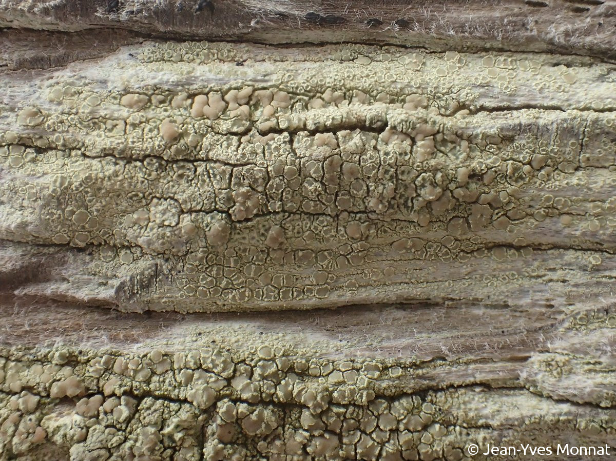 <i>Lecanora confusa</i>  thalle et apothécies, vue générale (29, Cléden-Cap-Sizun)