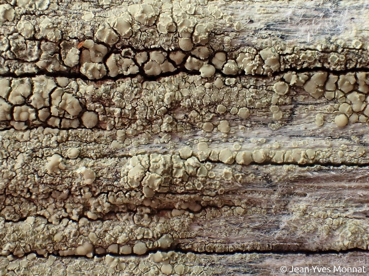 <i>Lecanora confusa</i>  thalle et apothécies, vue rapprochée (29, Plogoff)