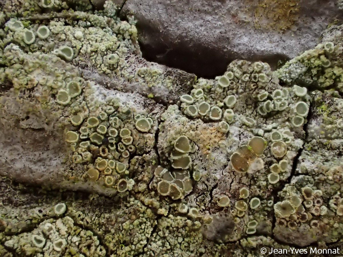 <i>Lecanora conizaeoides</i>  thalle et apothécies, vue générale (Belgique, Nismes)