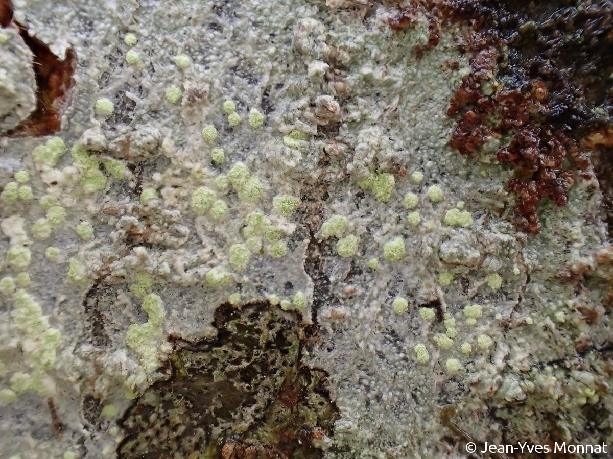 <i>Lecanora jamesii</i>  thalle et soralies, vue générale (29, Quimper)