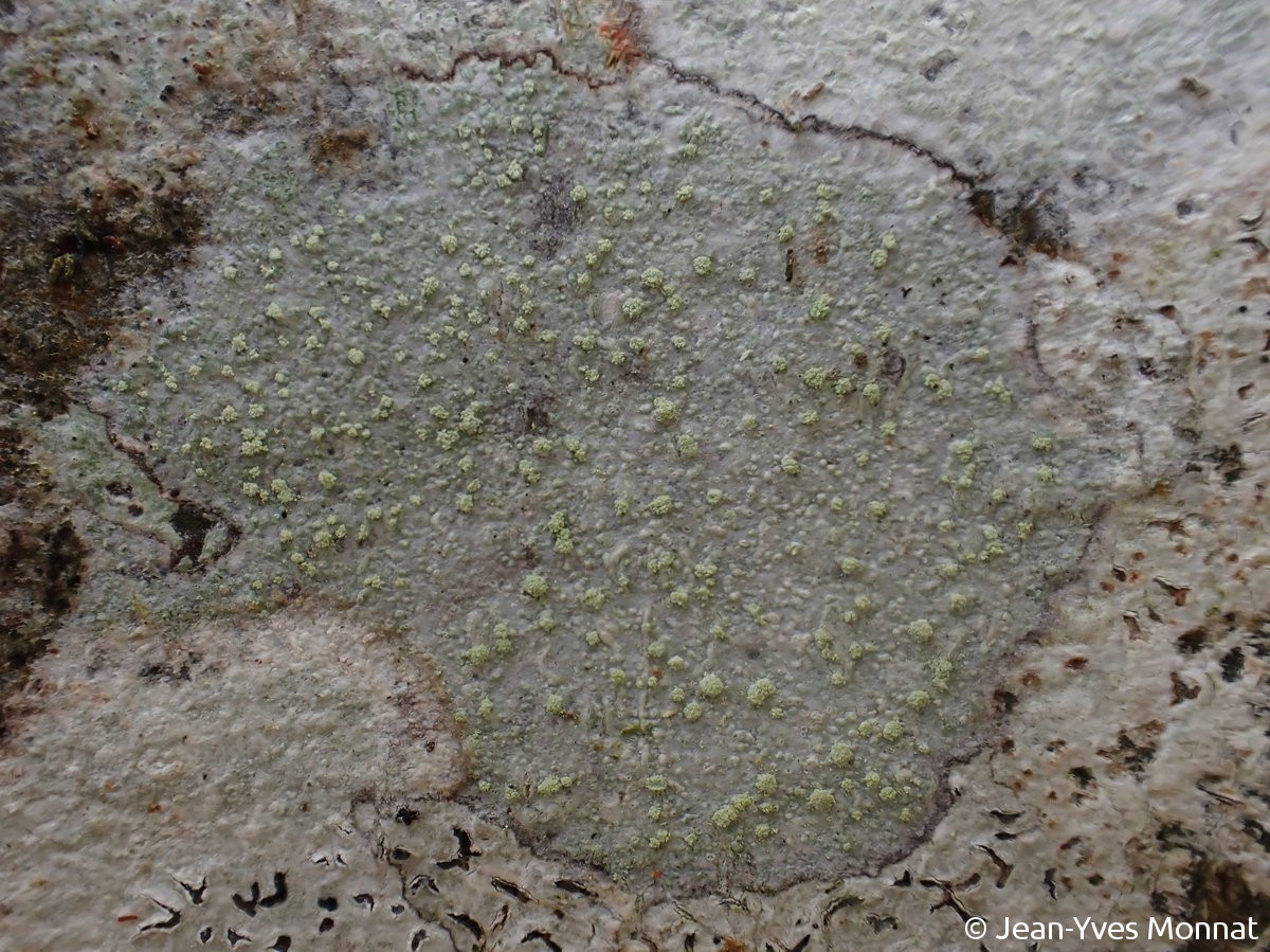 <i>Lecanora jamesii</i>  thalle et soralies, vue générale (29, St-Goazec)