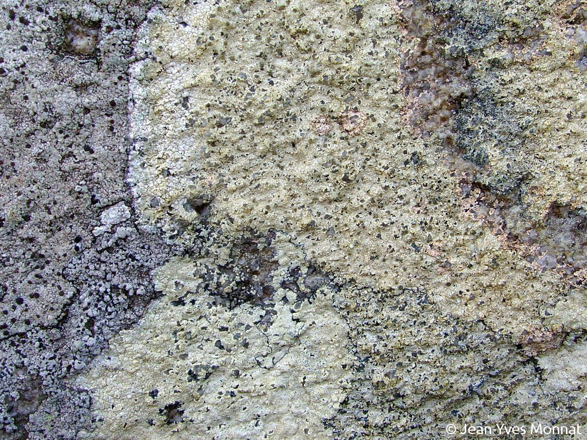 <i>Lecanora praepostera</i>  thalles, plan large (29, Plogoff)