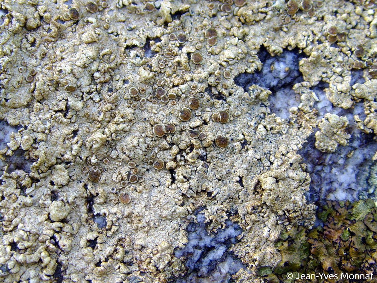 <i>Lecanora praepostera</i>  thalle et apothécies humides, vue générale (29, Plogoff)