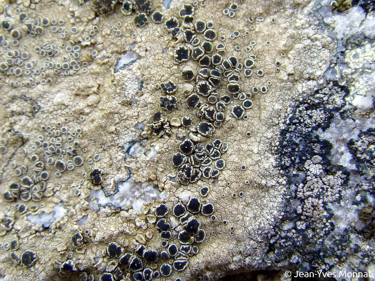<i>Lecanora praepostera</i>  thalle et apothécies, vue rapprochée (29, Plogoff)