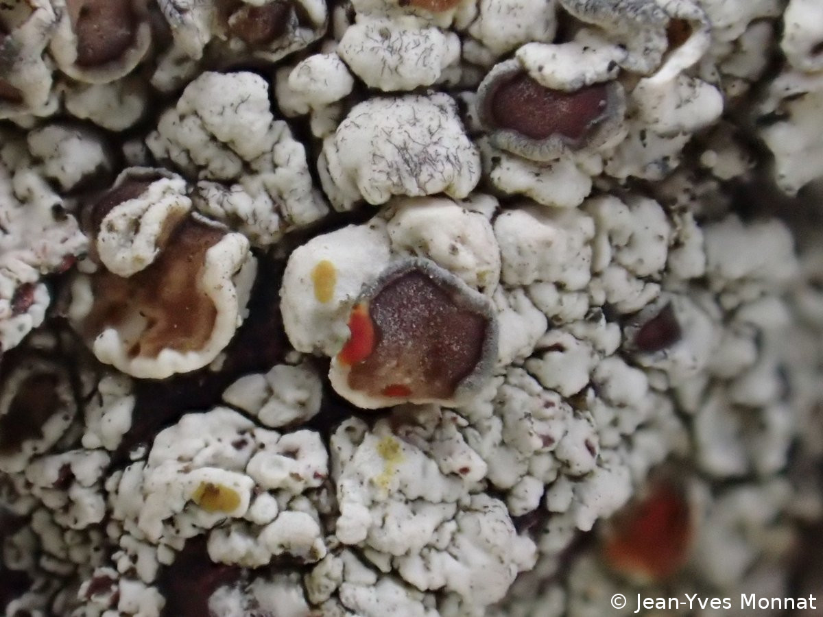 <i>Lecanora cenisia</i>  réaction K+ rouge du bord thallin (35, Iffendic)