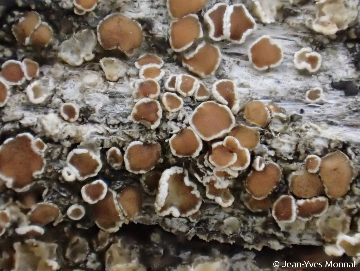 <i>Lecanora saligna</i>  thalle et apothécies, vue rapprochée (56, Séné)