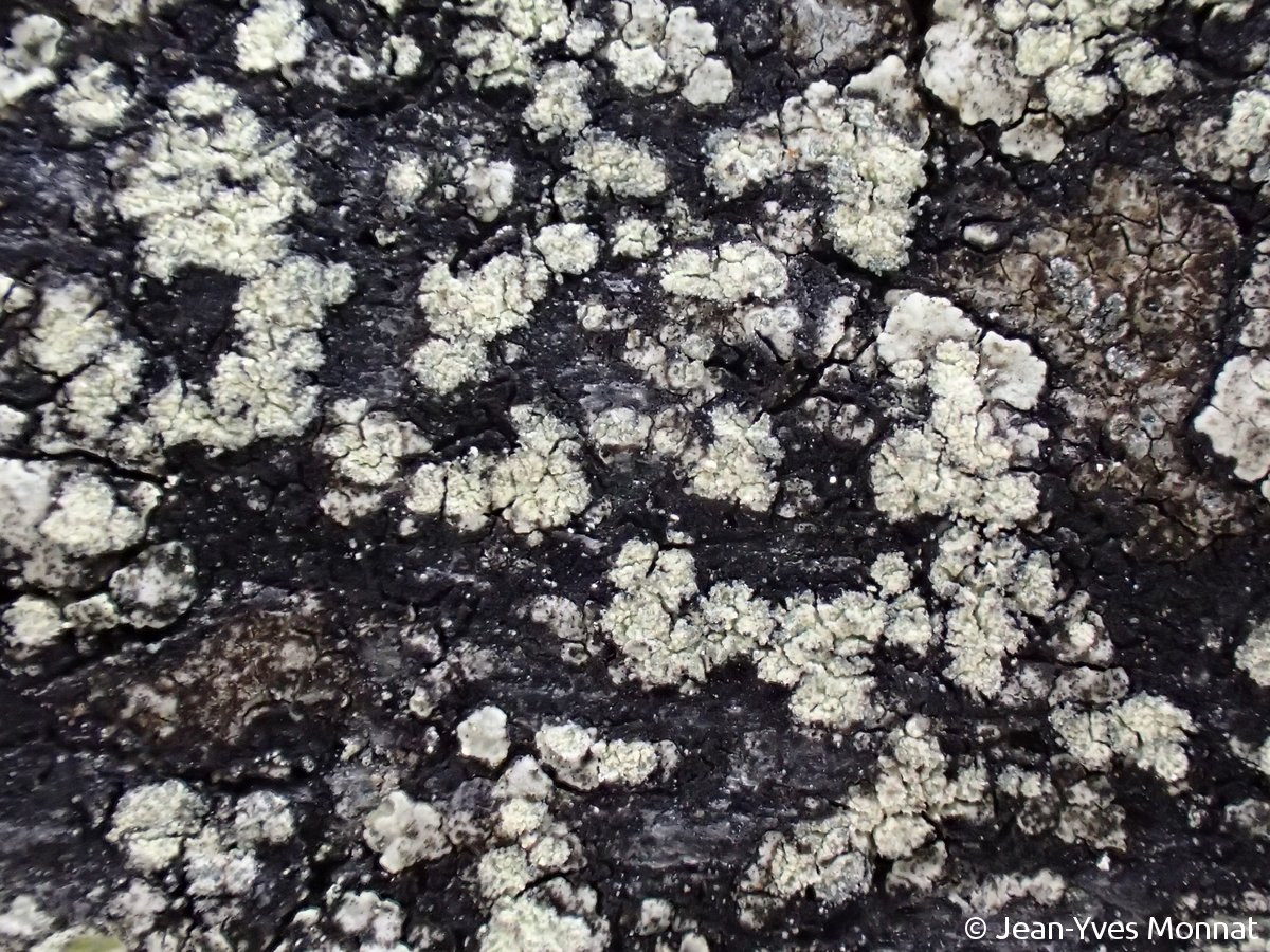 <i>Lecanora soralifera</i>  thalles, vue générale (29, La Feuillée)