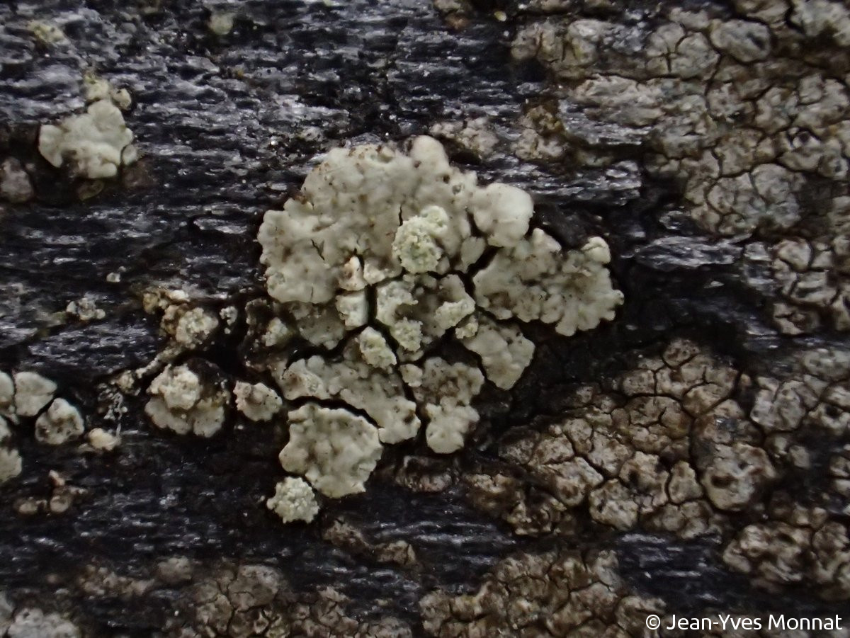 <i>Lecanora soralifera</i>  thalle et soralies, vue rapprochée (29, La Feuillée)
