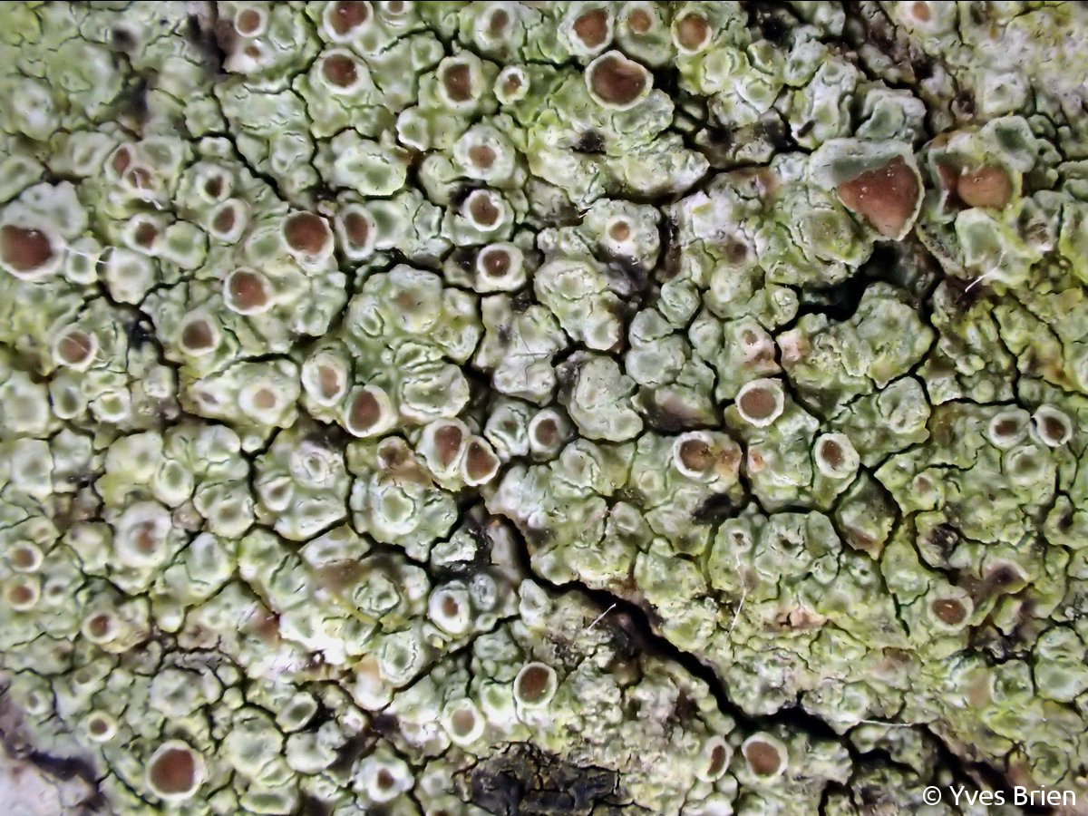 <i>Lecanora horiza</i>  thalle et apothécies, vue générale (56, Bangor)