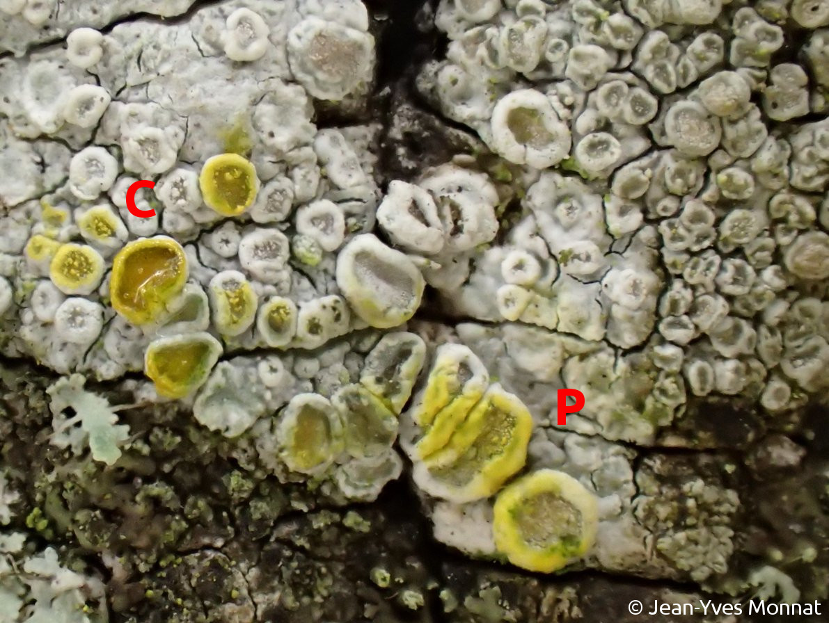 <i>Lecanora subcarpinea</i>  apothécies (réactions C+ jaune du disque et P+ jaune du bord thallin) (29, Quimper)