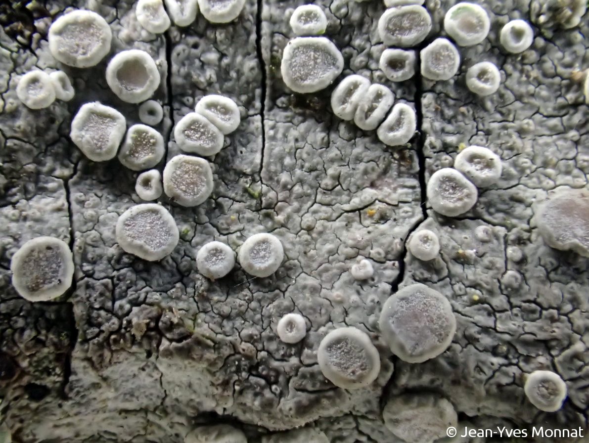 <i>Lecanora subcarpinea</i>  thalle et apothécies, vue rapprochée (29, Quimper)
