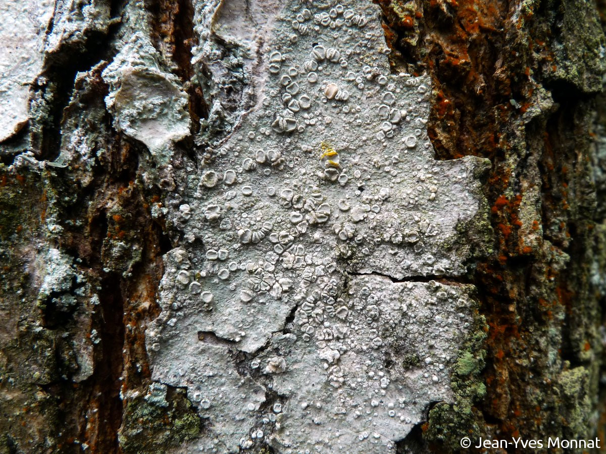 <i>Lecanora subcarpinea</i>  thalle et apothécies, vue générale et réaction P+ jaune-orange du bord thallin (61, La Bellière)