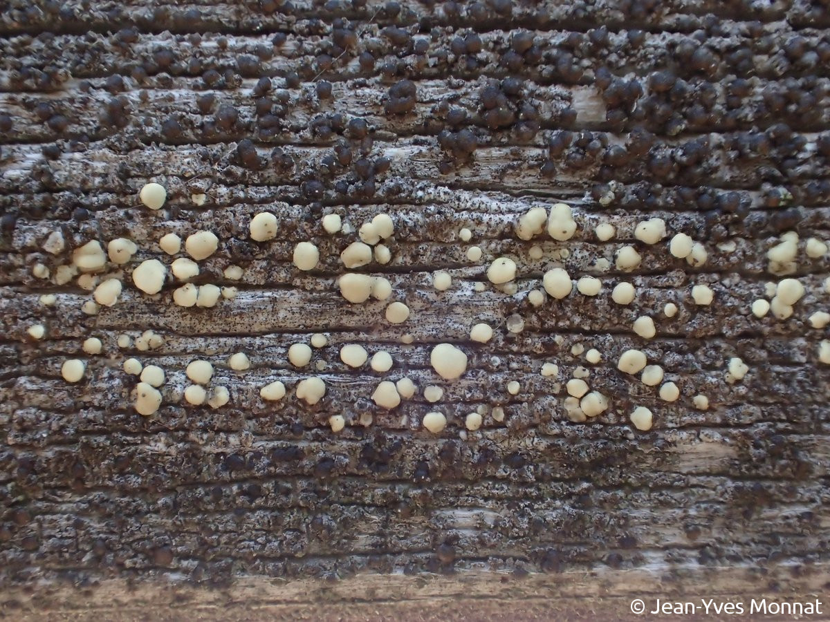 <i>Lecanora symmicta</i>  thalle et apothécies, vue générale (56, Séné)