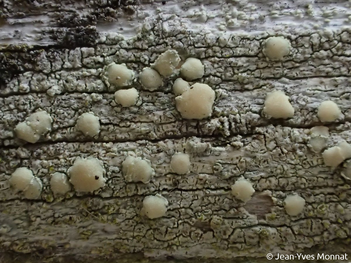 <i>Lecanora symmicta</i>  thalle et apothécies, vue rapprochée (56, Séné)
