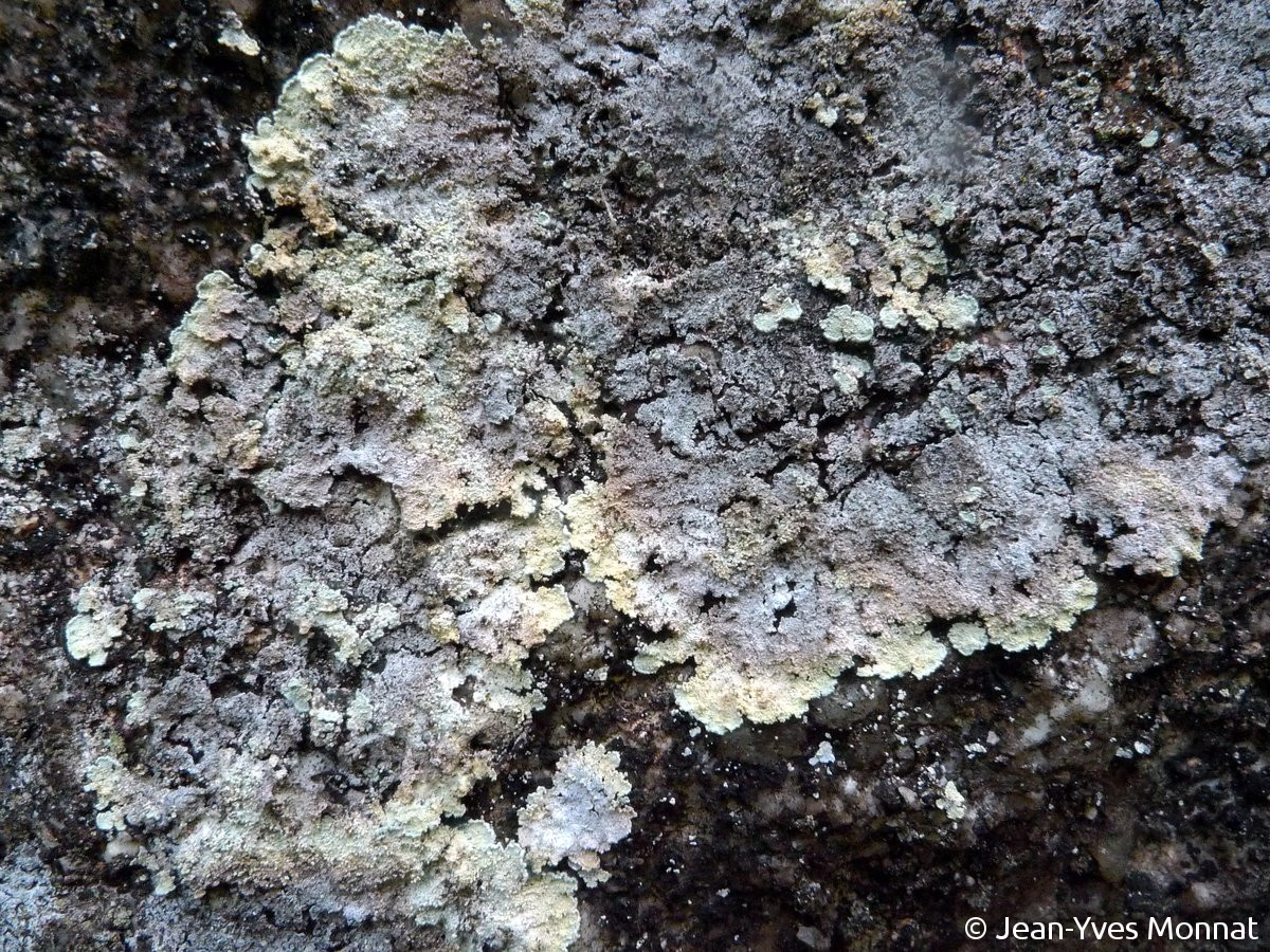 <i>Lepraria membranacea</i>  thalle, vue générale (29, Loqueffret)