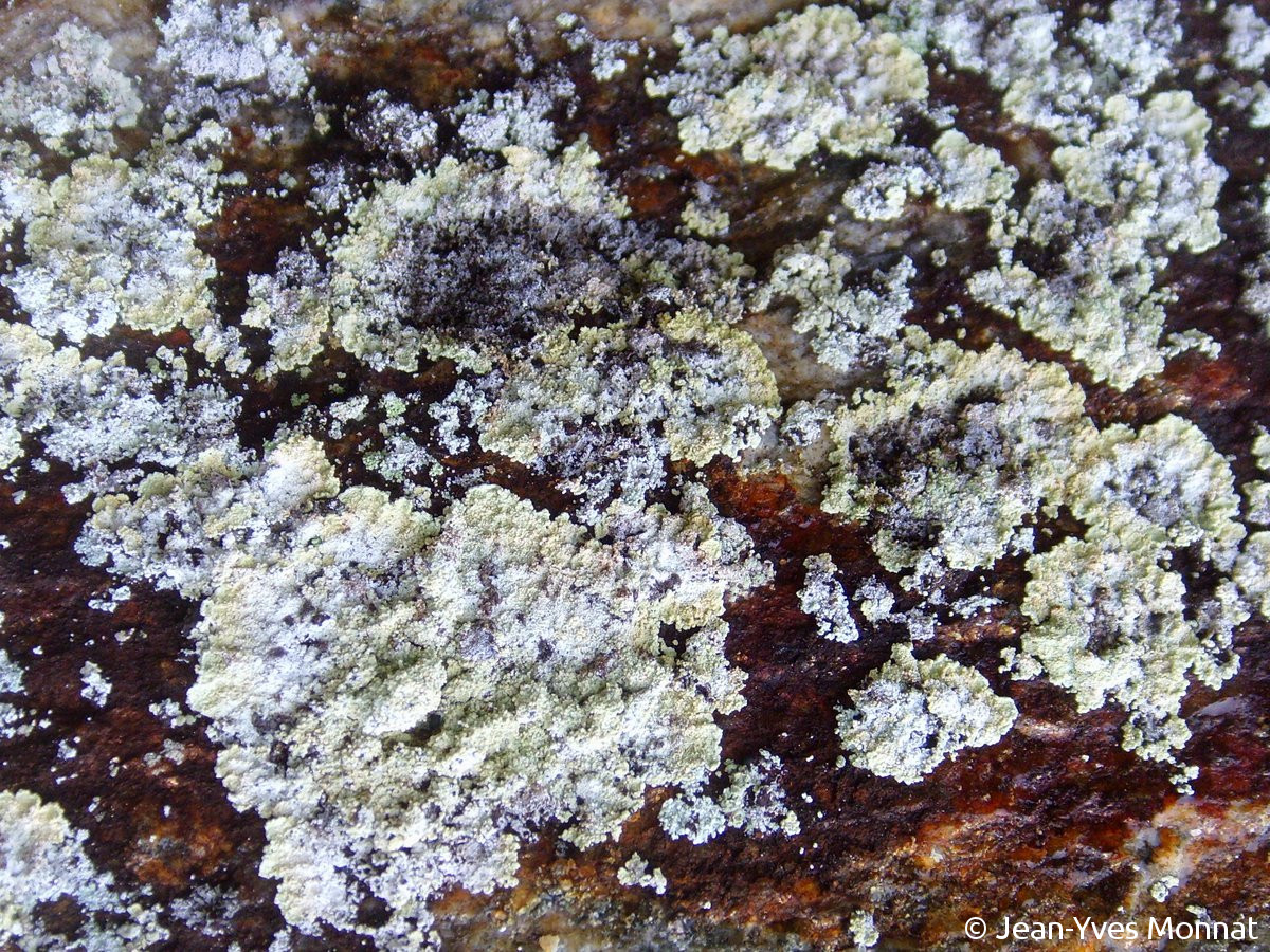 <i>Lepraria membranacea</i>  thalle, vue générale (56, Quistinic)