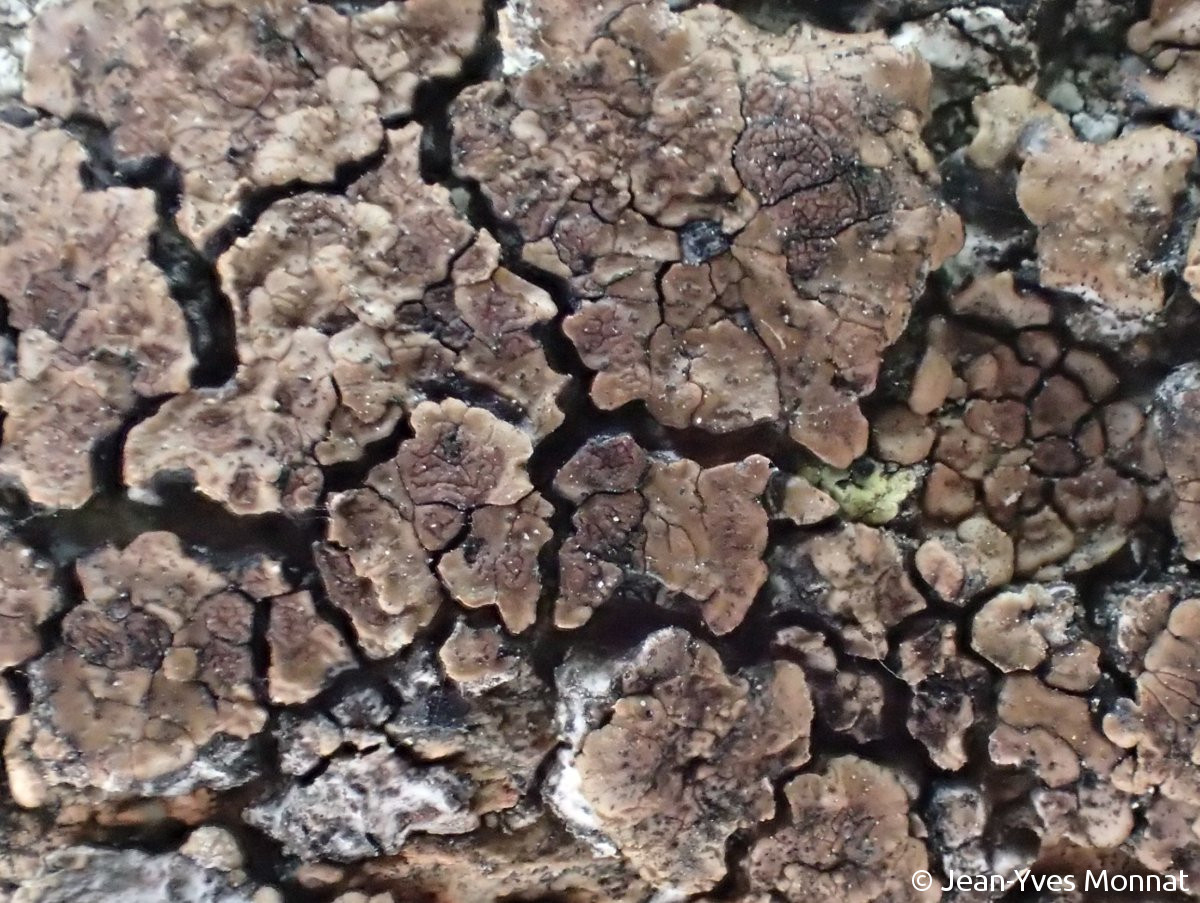 <i>Acarospora squamulosa</i>  thalle et apothécies, vue générale (49, Beaulieu-sur-Layon)