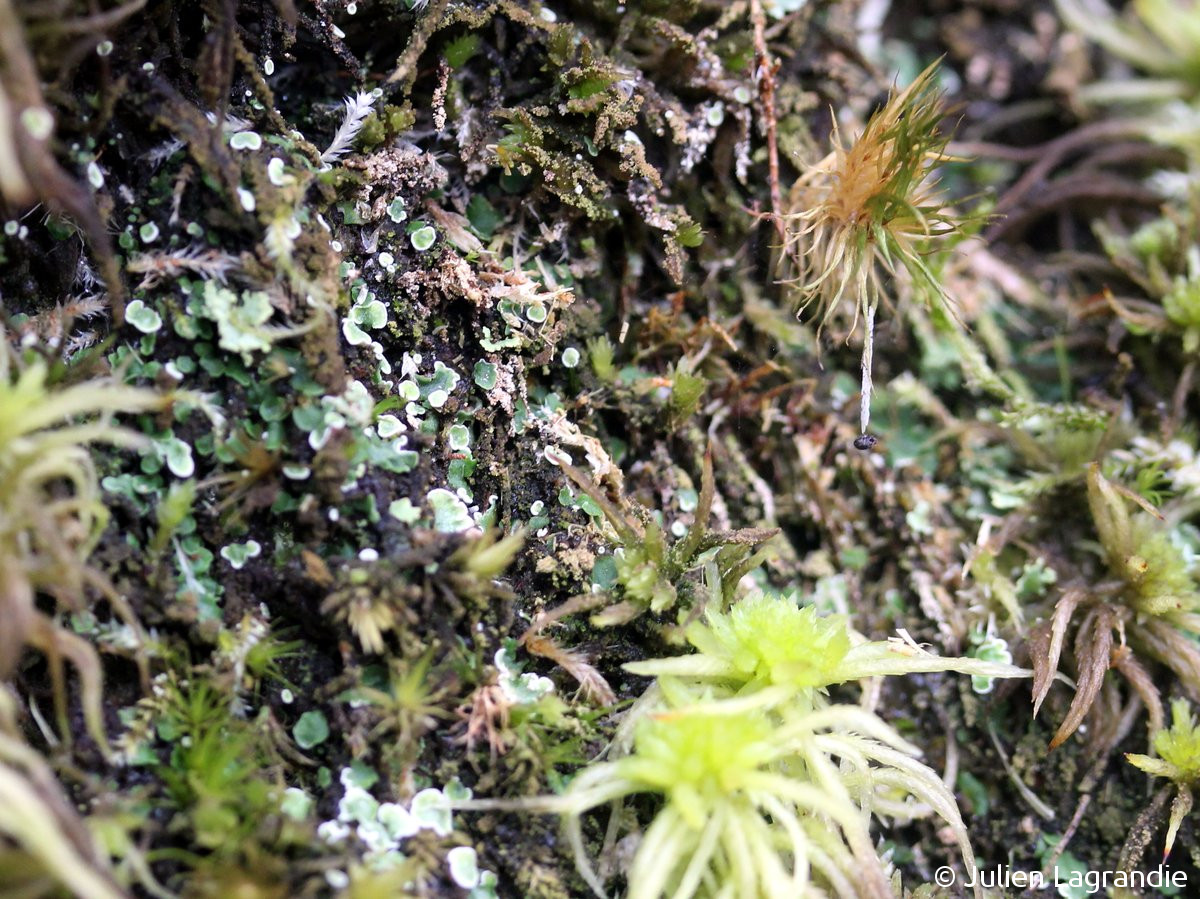 <i>Lichenomphalia hudsoniana</i>  thalle squamuleux, plan large (50, St-Georges-de-Rouelley)