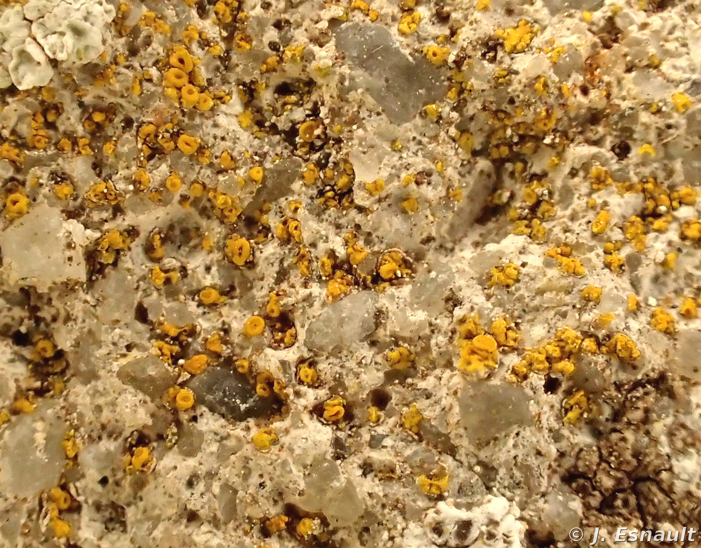 <i>Caloplaca lactea</i>  thalle crustacé indistinct calcicole (35, Chartres-de-Bretagne)