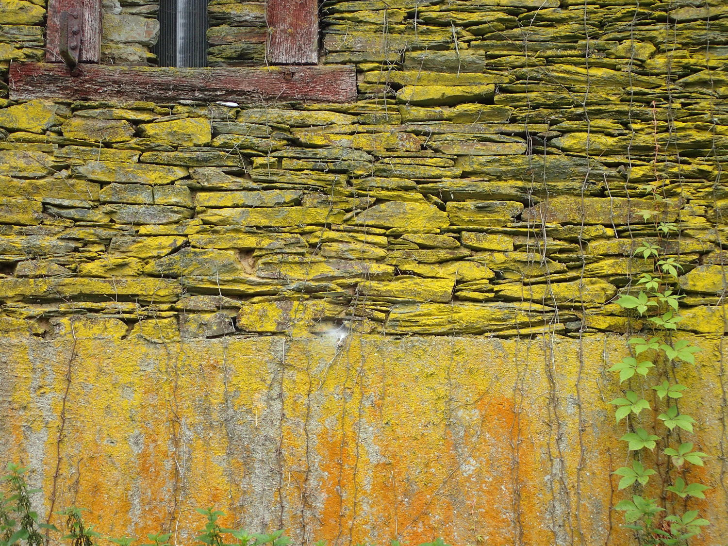 <i>Caloplaca citrina</i>  (sensu lato)  un mur caloplac...esque