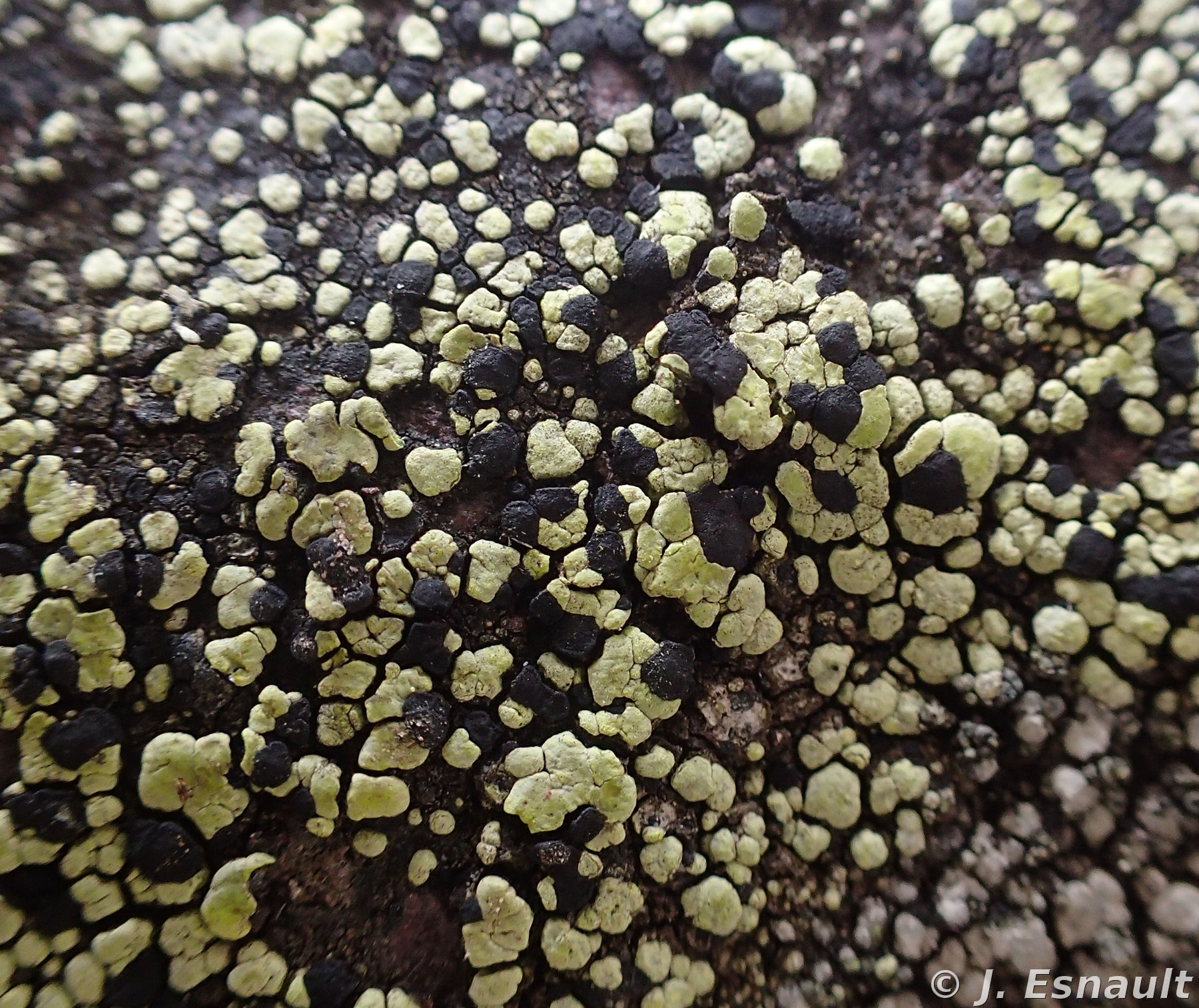 <i>Rhizocarpon viridiatrum</i>  vue générale du thalle (56, Monteneuf)