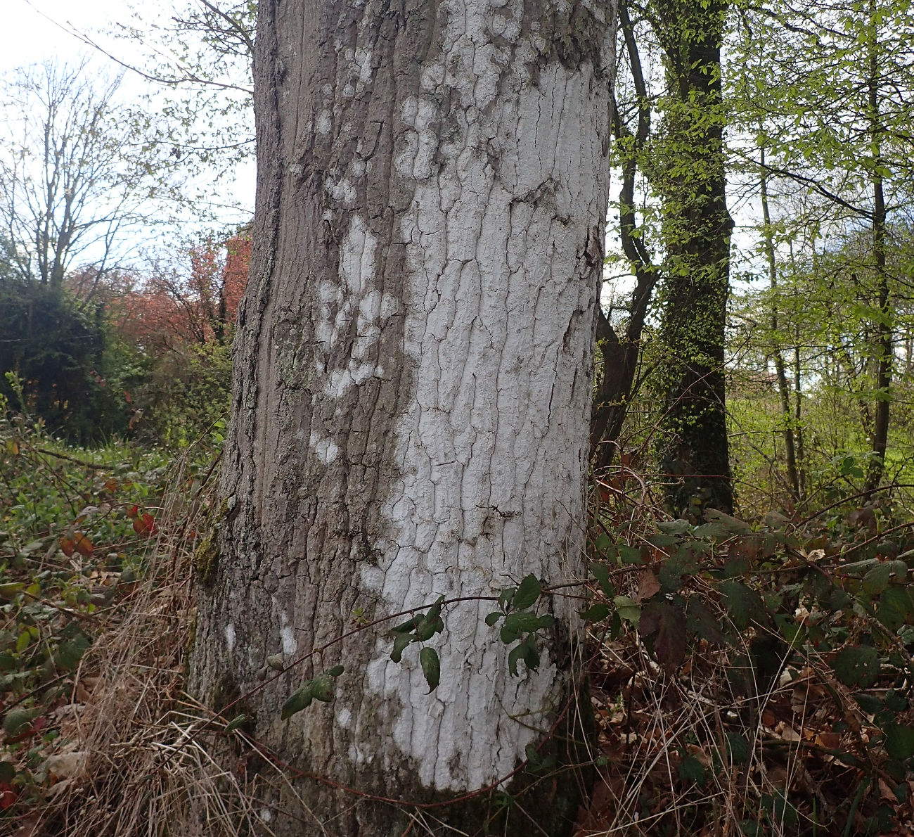 <i>Sporodophoron cretaceum</i>  thalle blanc crayeux pouvant couvrir de grandes surfaces (35, Chartres-de-Bretagne)