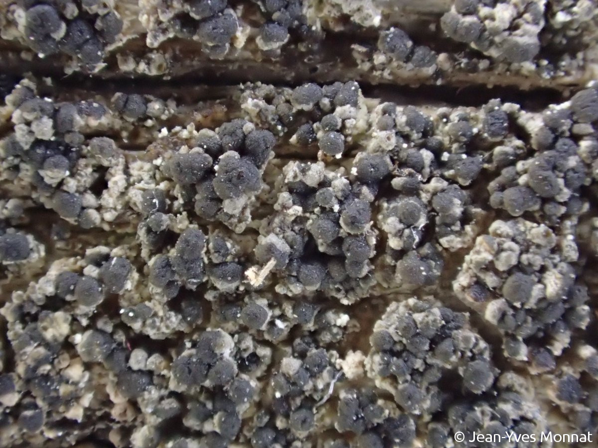 <i>Micarea nitschkeana</i>  thalle et apothécies sur souche d'ajonc (56, Larmor-Baden)
