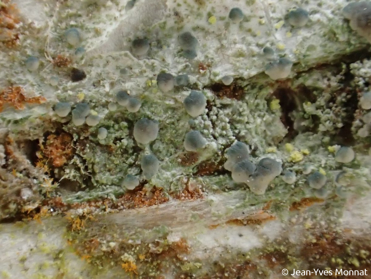 <i>Micarea peliocarpa</i>  thalle et apothécies, sur écorce (22, Laniscat)