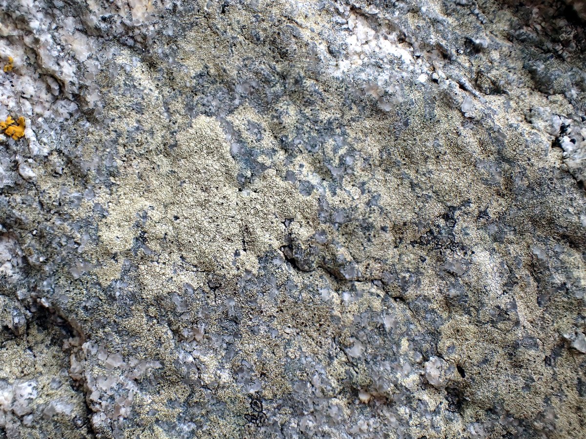 <i>Myriolecis massei</i>  mosaïque de thalles à la limite entre supralittoral et adlittoral (29, Plogoff)