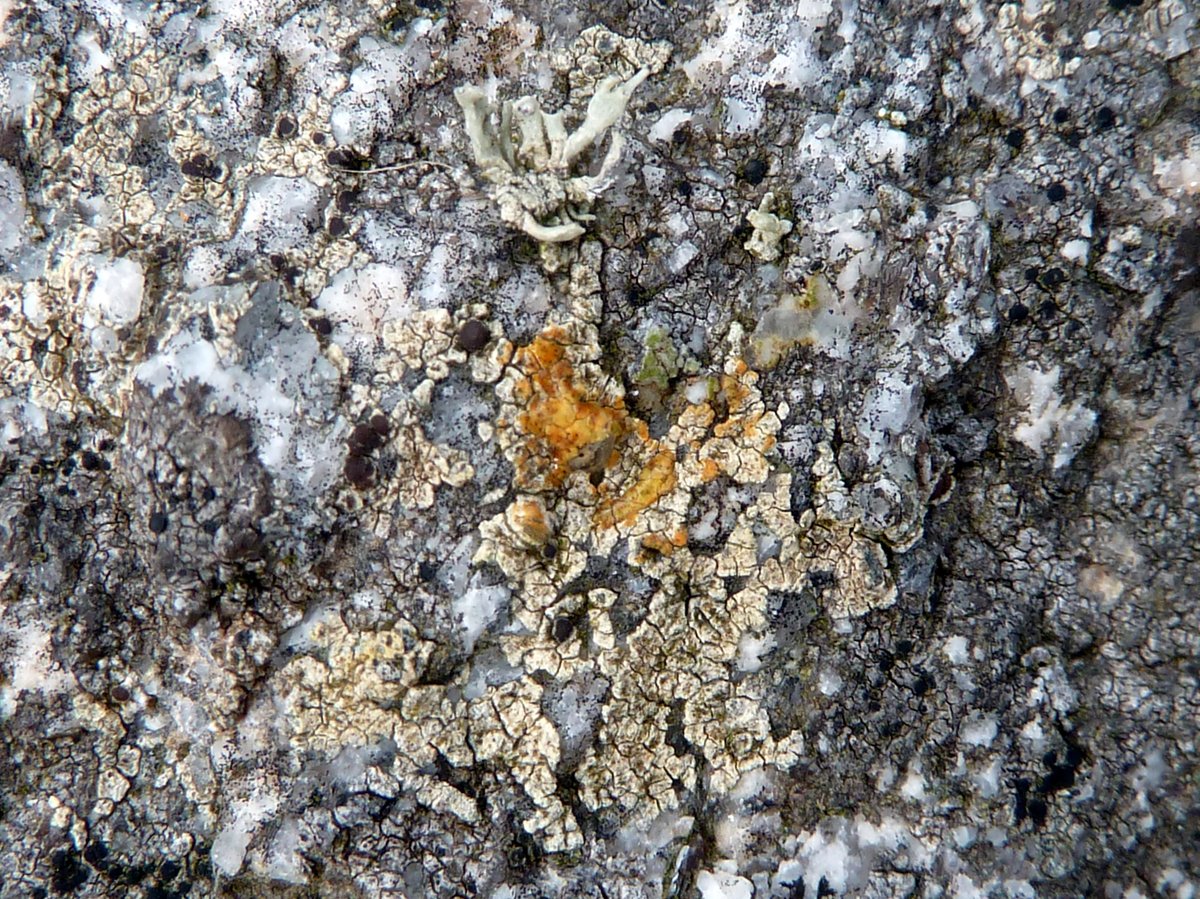 <i>Myriolecis massei</i>  thalle C+ orange (29, Plogoff)