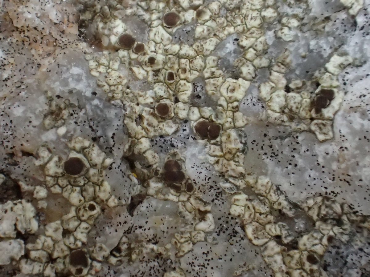 <i>Myriolecis massei</i>  thalle discontinu et apothécies (29, Beuzec-Cap-Sizun)