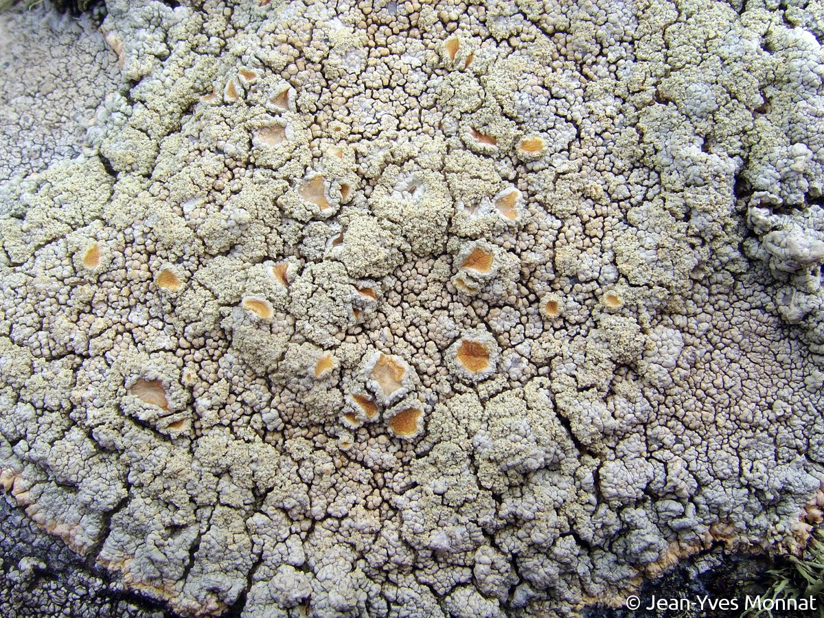 <i>Ochrolechia androgyna</i>  thalle, apothécies et soralies (29, Plogoff)